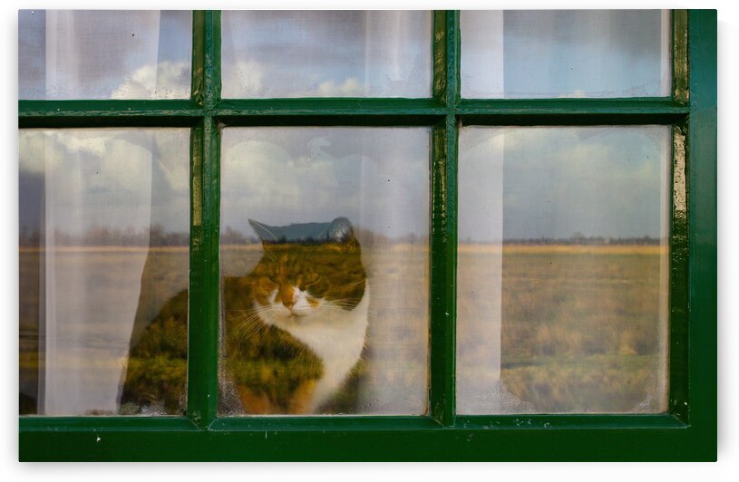 The Windmill Window Cat by Norma Brandsberg Photography