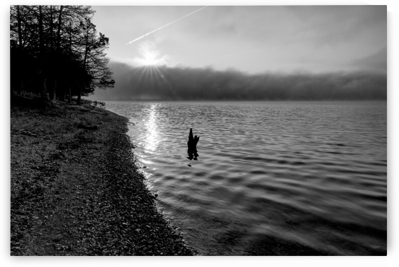 Foggy Morning Tree Snag And Sunrays Grayscale by Jennifer White