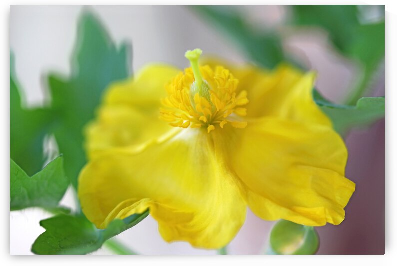 Wood Poppy by Deb Oppermann