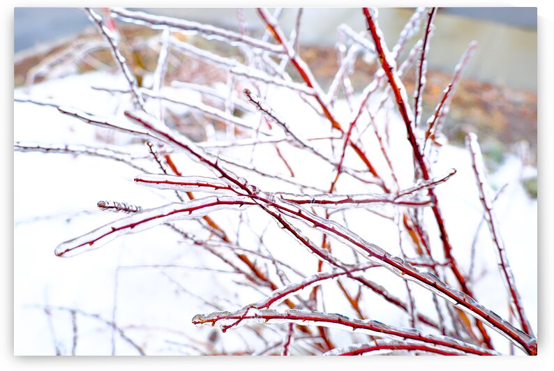 Cerne by Sylvain Martin