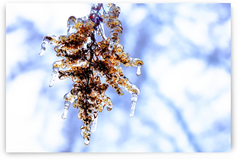 Emprisonne by Sylvain Martin