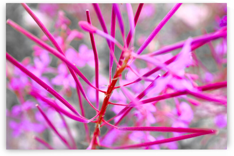 Flore Alpine by Sylvain Martin