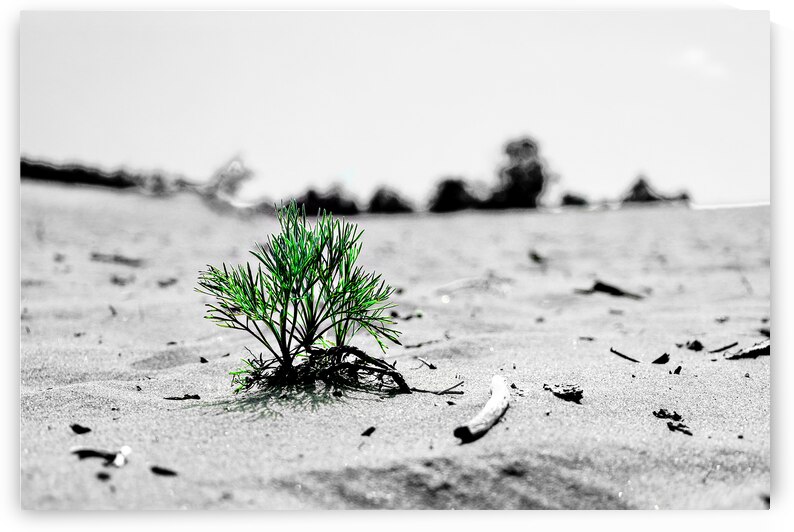 Adaptation by Sylvain Martin