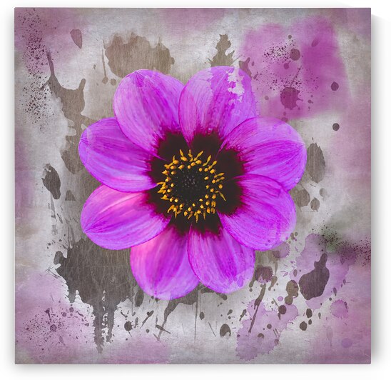 Pink Dahlia Watercolor by Susan Paradise Burke