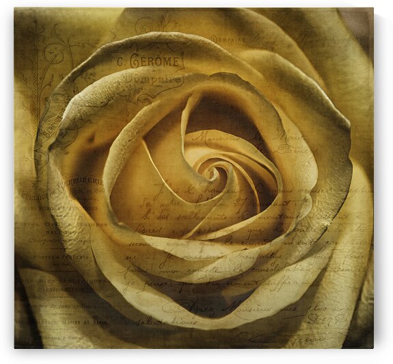 Yellow French Rose by Susan Paradise Burke