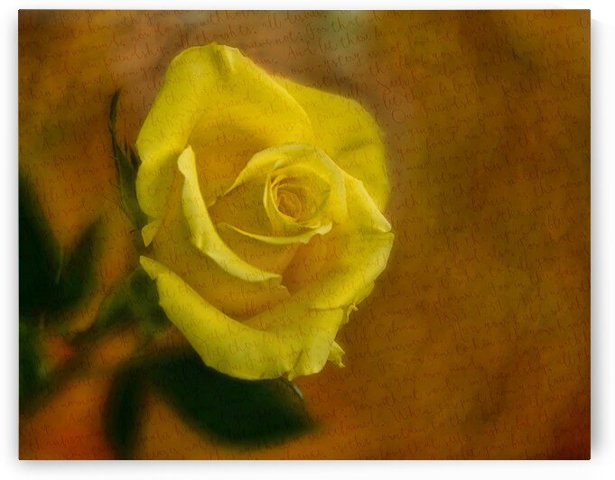 Yellow Rose Note by Susan Paradise Burke
