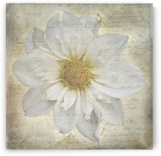 French Script White Dahlia by Susan Paradise Burke