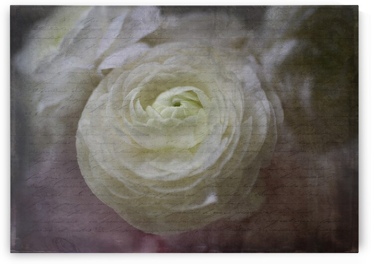 White French Script by Susan Paradise Burke