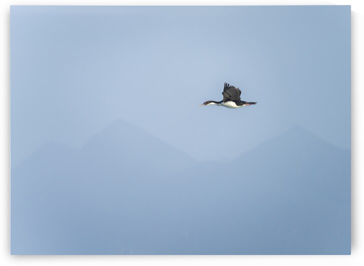 Imperial Shag or Cormorant flying by Cape Horn in Chile by Steve Heap