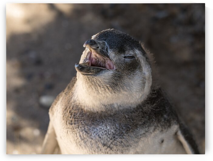 Single magellanic penguin chick showing papillae in mouth by Steve Heap