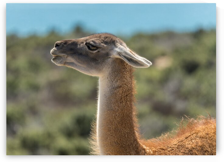 Side view portrait of guanacos or  llama in Punta Tombo reserve by Steve Heap