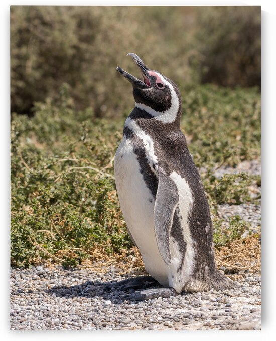 Single magellanic penguin making a call in Punta Tombo by Steve Heap