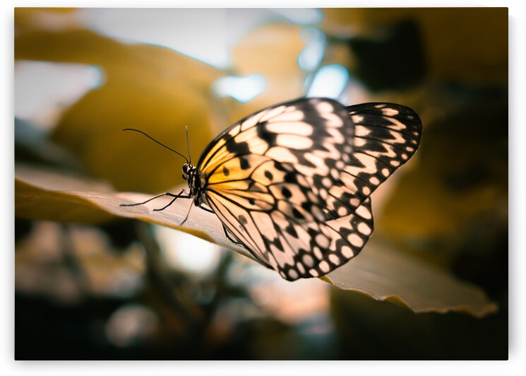 Butterfly in Forest Light by Jason Fink