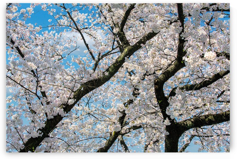 Cherry blossom tree in full bloom set against a bright blue sky. by IB Photography