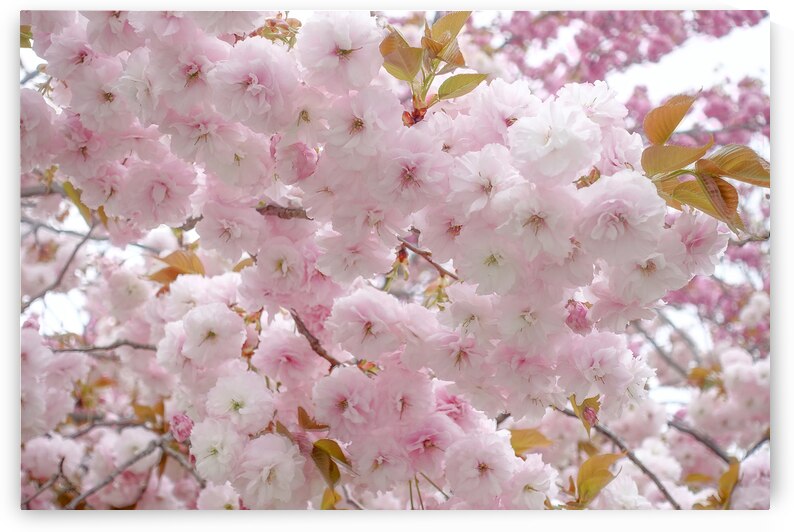 Beautiful pink cherry blossoms in full bloom a symbol of spring and new beginnings. by IB Photography