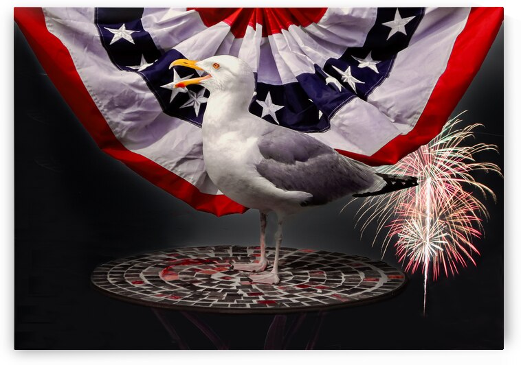 Sea Gull Yipee for the Red White and Blue Flag by Norma Brandsberg Photography