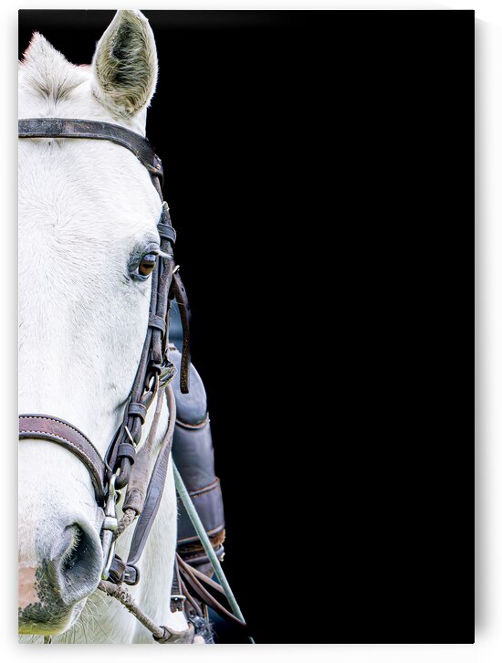 BZ9 9177 Enhanced NR by Susan Lynn Cooke