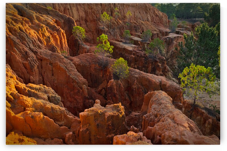 Little Pine Trees Growing on the Valley Cliffs by Angelo DeVal