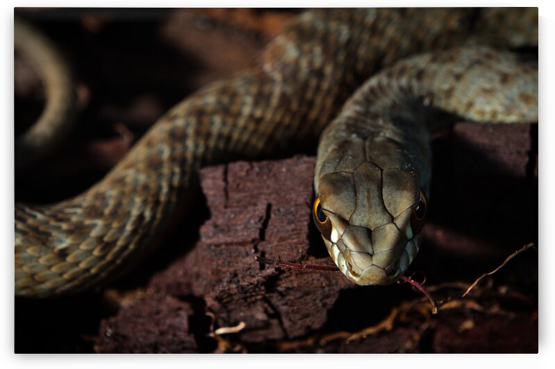 Malpolon Monspessulanus by Angelo DeVal