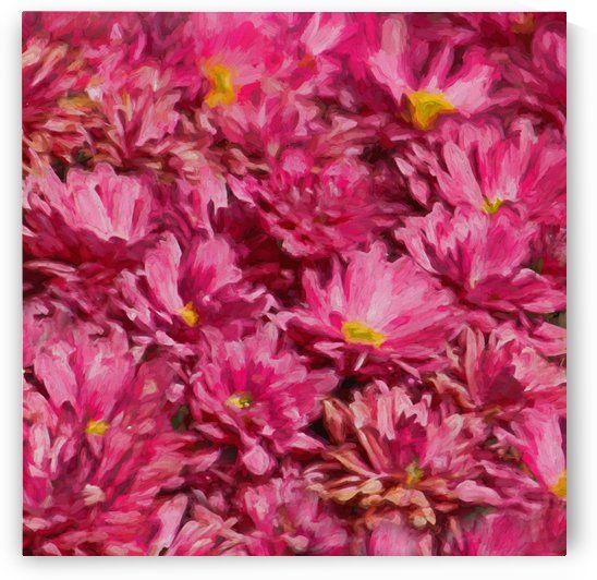 Pink Chrysanthemum Square  by HH Photography of Florida