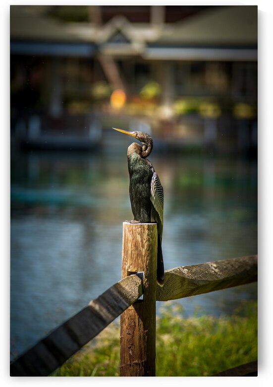 Birdsong Serenade: A Journey Through Natures Choir by Dream World Images