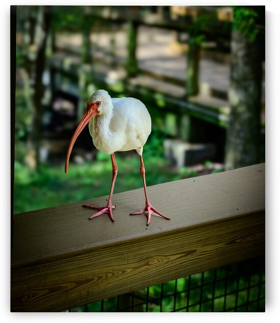 Symphony of Wings: A Birdwatchers Tale by Dream World Images