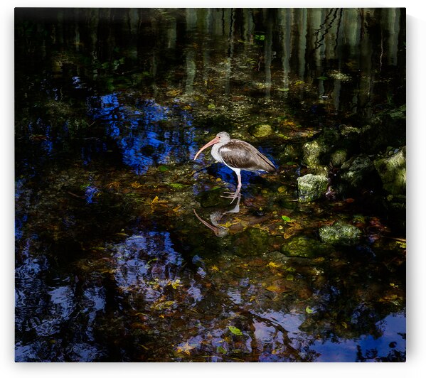 Songbirds and Sunshine: A Day of Birdwatching Bliss by Dream World Images