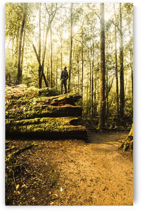 Tourist Hiking Mount Field Tasmania  by Jorgo