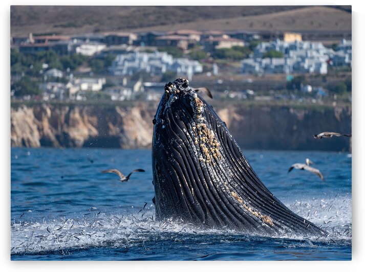 Humpback Whale Lunge Feeding with Flying Anchovies by dronesey