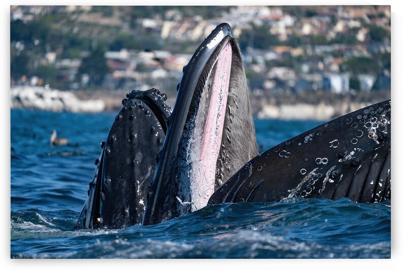 DSC02755 gigapixel art scale 2 00x by dronesey