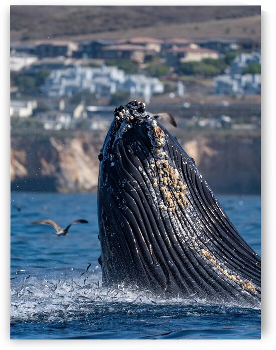 DSC02329 gigapixel art scale 2 00x a by dronesey