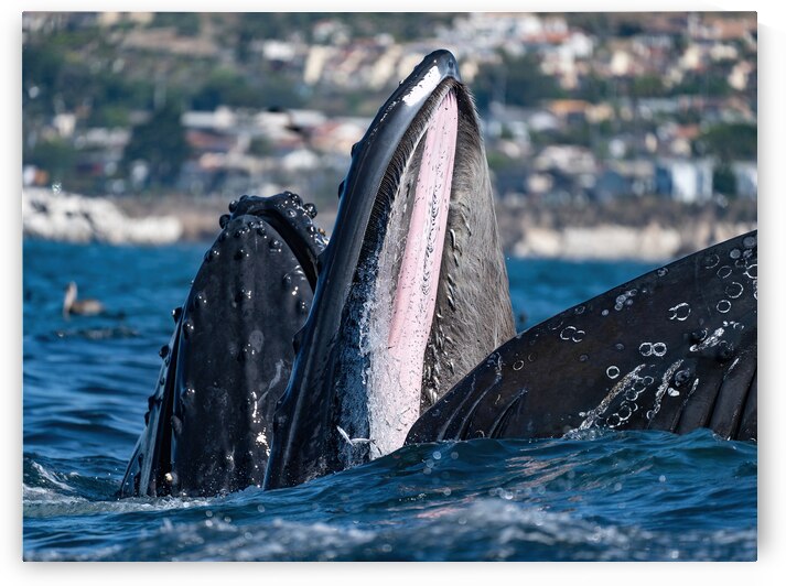 Humpback Whales with Mouth Wide Open in Pismo Beach by dronesey