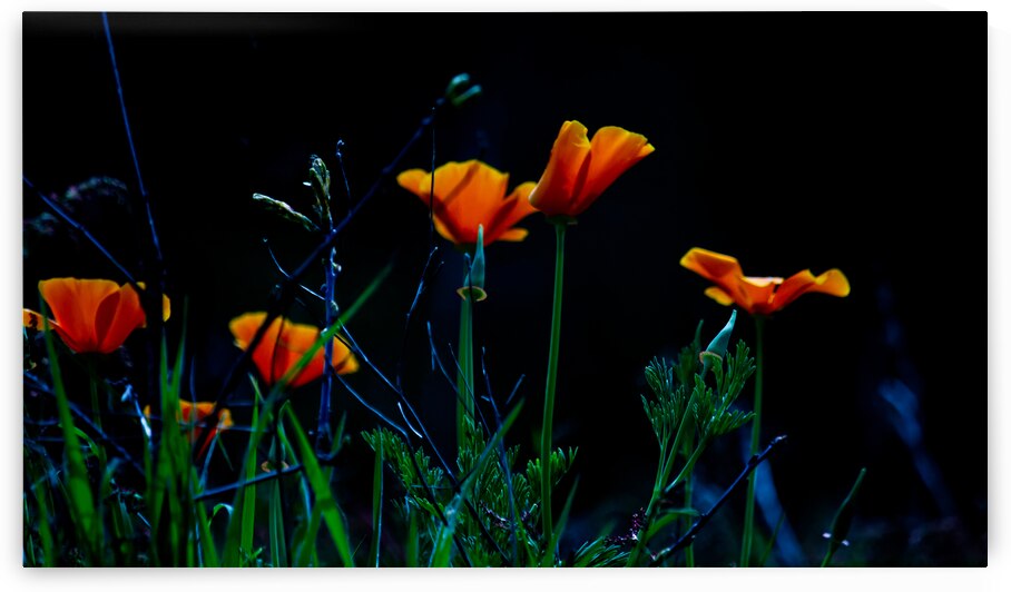 EVEIL DU PRINTEMPS 2024 NR 17 by JORG BECKER ART