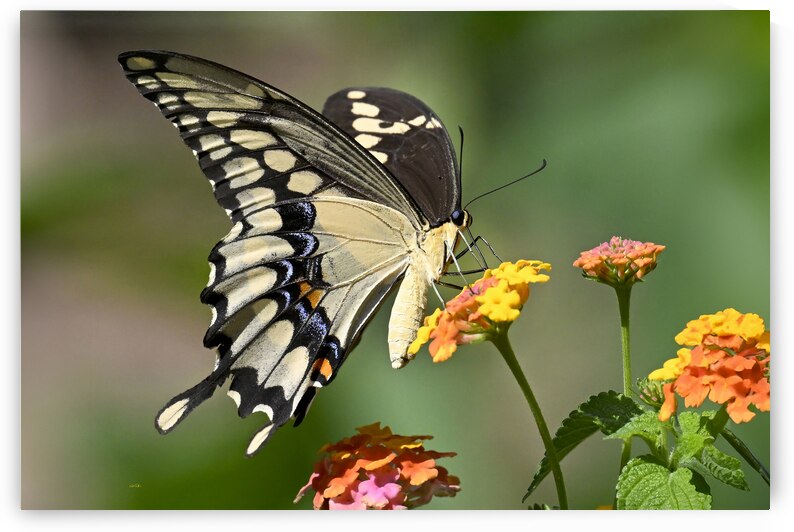 Eatonton Brian Patch Giant Swallowtail Butterfly by Bill Lutin: Wyld Imagination Photography