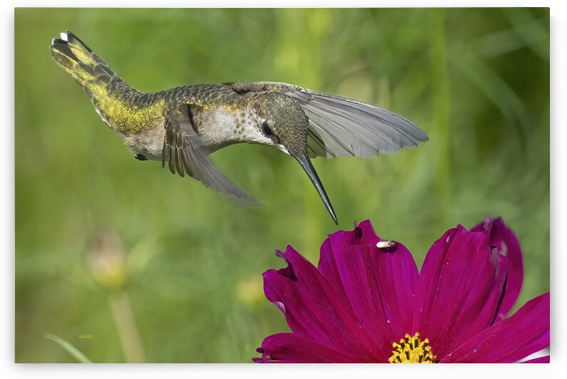 Clark Hill Meadow Female Hummingbird hovering ove by Bill Lutin: Wyld Imagination Photography