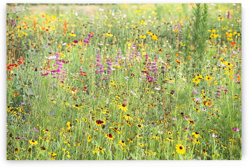 Lake Thurmond Meadow Wildflowers RealisticD85 246 by Bill Lutin: Wyld Imagination Photography