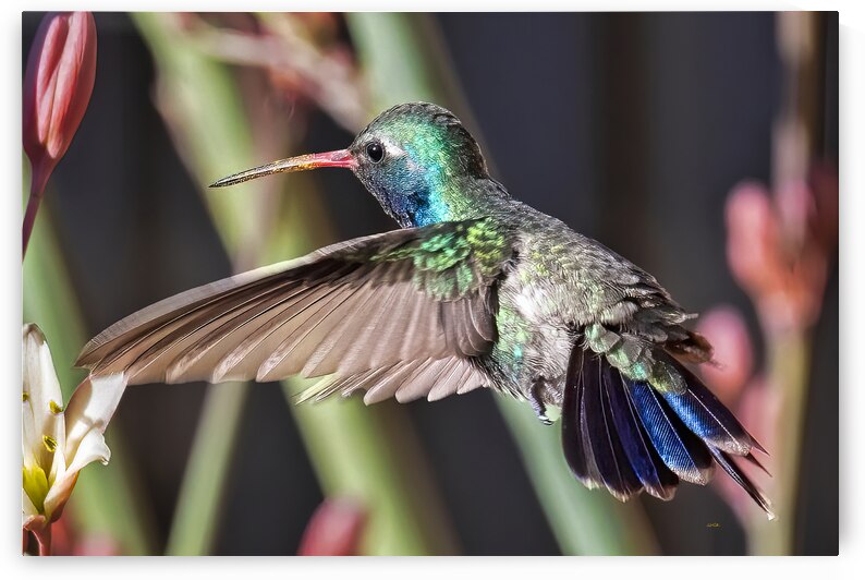 Hereford AZ Casa San Pedro Broadbill Hummingbird by Bill Lutin: Wyld Imagination Photography