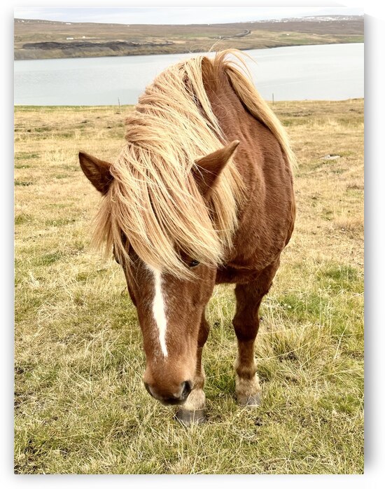 Icelandic Horse Iceland by JJones Arts