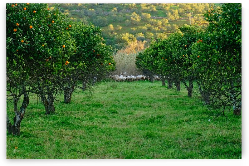 Bucolic Algarve by Angelo DeVal