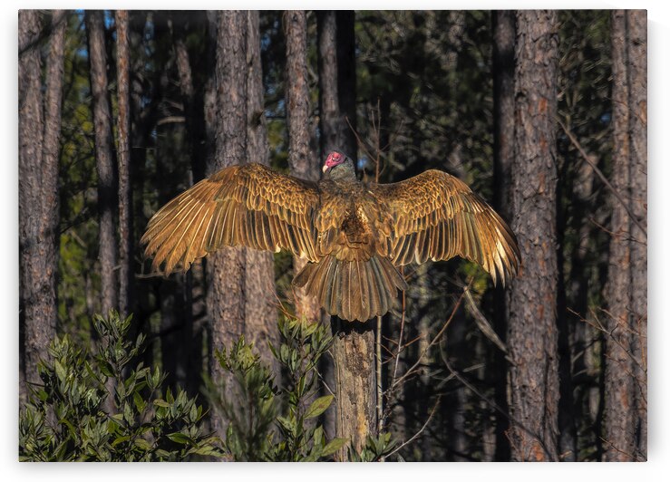 Vulture Spreading My Wings Strut by Norma Brandsberg Photography