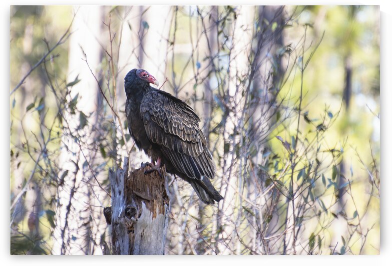 South Carolina Vulture on Tree Stump by Norma Brandsberg Photography