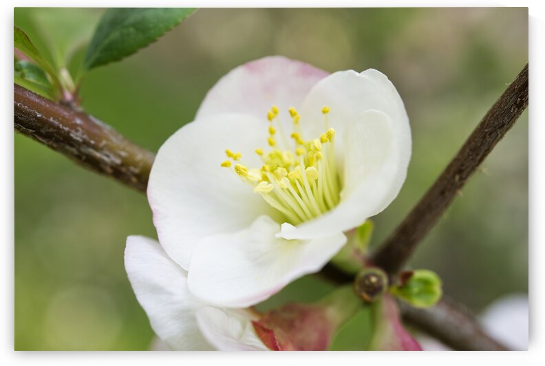 White and Pink Quince With Branch by Iris H Richardson