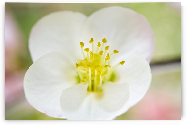 White Quince Blossom Pastel Macro by Iris H Richardson
