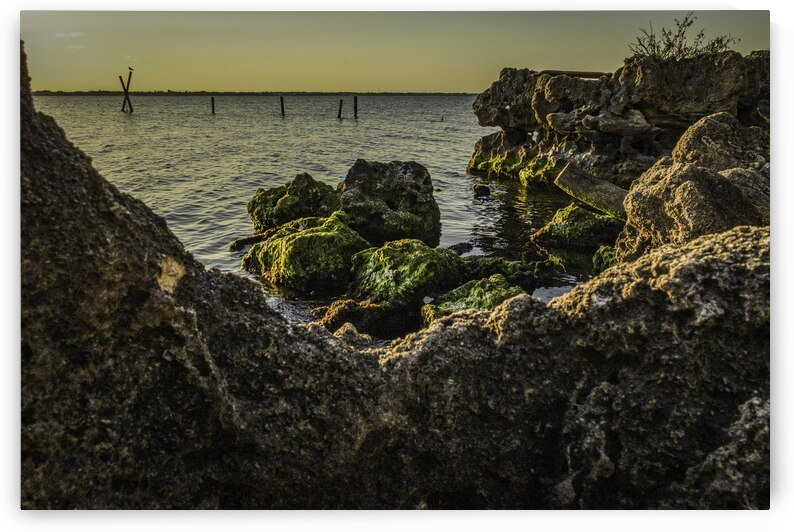 Coquina  by Kai Hoskins