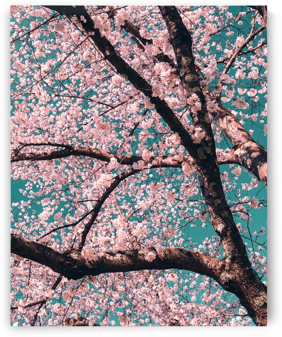 Spring Overhead by Jason Fink