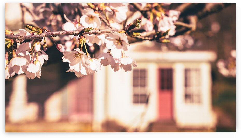 Early Spring Cherry Blossom and Red Door by Jason Fink