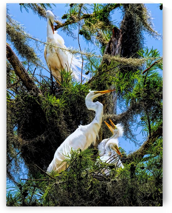 THE EGRET FAMILY by Digicam