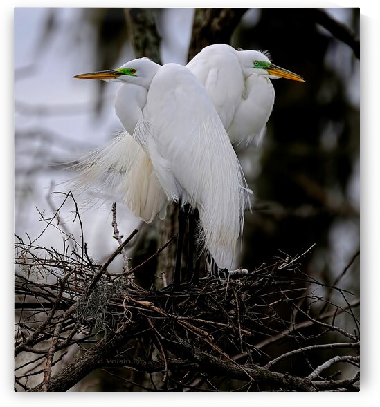 NESTING RITUAL by Digicam