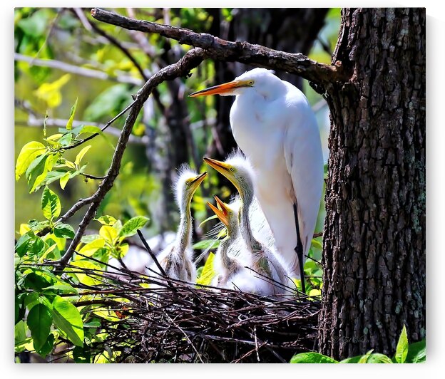 FRAMED BY NATURE by Digicam