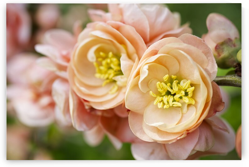 Peach Quince Blossoms by Iris H Richardson